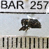  (Conotrachelus tridens - YB-BAR 257)  @11 [ ] No Rights Reserved  Unspecified Unspecified