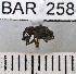  (Conotrachelus sp137HB - YB-BAR 258)  @11 [ ] No Rights Reserved  Unspecified Unspecified