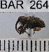  (Conotrachelus quadrinotatus - YB-BAR 264)  @11 [ ] No Rights Reserved  Unspecified Unspecified