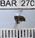  (Conotrachelus nr. obscuricollis sp. 91 - YB-BAR 270)  @11 [ ] No Rights Reserved  Unspecified Unspecified