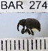  (Conotrachelus albofrontalis - YB-BAR 274)  @11 [ ] No Rights Reserved  Unspecified Unspecified