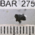  (Conotrachelus raptor - YB-BAR 275)  @11 [ ] No Rights Reserved  Unspecified Unspecified