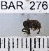  (Conotrachelus ovalis - YB-BAR 276)  @11 [ ] No Rights Reserved  Unspecified Unspecified