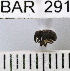  (Conotrachelus sp112HB - YB-BAR 291)  @11 [ ] No Rights Reserved  Unspecified Unspecified