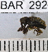  (Conotrachelus nitidiceps - YB-BAR 292)  @11 [ ] No Rights Reserved  Unspecified Unspecified