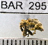  (Conotrachelus nr. obesus sp.103 - YB-BAR 295)  @11 [ ] No Rights Reserved  Unspecified Unspecified