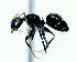  (Camponotus cuneidorsus - 012938_JBC)  @13 [ ] CreativeCommons - Attribution (2013) David A. Donoso UTPL