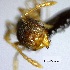  (Pheidole scalaris - YB-BCI116814)  @11 [ ] No Rights Reserved  Unspecified Unspecified
