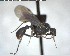  (Stegomyrmex manni - YB-BCI148487)  @13 [ ] CreativeCommons - Attribution (2017) Yves Basset Smithsonian Tropical Research Institute