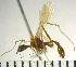  (Aphaenogaster sp1 - YB-BCI8784)  @11 [ ] No Rights Reserved  Unspecified Unspecified