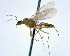  (Camponotus ACJ4832 - JS130521_11)  @14 [ ] CreativeCommons - Attribution (2013) David A. Donoso UTPL