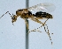  (Camponotus AAZ9678 - JS130521_41)  @13 [ ] CreativeCommons - Attribution (2013) David A. Donoso UTPL
