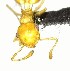  (Crematogaster wardi - YB-BCI116774)  @11 [ ] No Rights Reserved  Unspecified Unspecified
