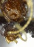  (Pheidole sp. 1YB - YB-BCI144318)  @11 [ ] No Rights Reserved  Unspecified Unspecified