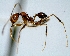  (Pheidole susannae - YB-DD1007BC)  @15 [ ] No Rights Reserved  Unspecified Unspecified