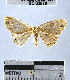  (Geometridae_incertae_sedis sp. 106YB - YB-BCI33878)  @11 [ ] No Rights Reserved  Unspecified Unspecified