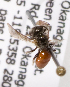  (Sphecodes BC05 - LRBBC1714)  @13 [ ] CreativeCommons - Attribution Non-Commercial Share-Alike (2010) L.R.Best York University