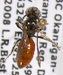  (Sphecodes bc1 - LRBBC1722)  @13 [ ] CreativeCommons - Attribution Non-Commercial Share-Alike (2010) L.R.Best York University