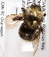  (Bombus occidentalis occidentalis - LRBBC1983)  @14 [ ] CreativeCommons - Attribution Non-Commercial Share-Alike (2010) L.R.Best York University