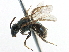  (Lasioglossum paradmirandum - CCDB-06716 B11)  @15 [ ] CreativeCommons - Attribution (2016) CBG Photography Group Centre for Biodiversity Genomics