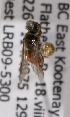  (Sphecodes nr. solonis - LRBBC2644)  @12 [ ] CreativeCommons - Attribution Non-Commercial Share-Alike (2009) L.R.Best York University