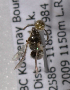  (Sphecodes BC02 - LRBBC2766)  @13 [ ] CreativeCommons - Attribution Non-Commercial Share-Alike (2009) L.R.Best York University