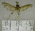  (unclassified Sesiidae - YB-BCI154797)  @11 [ ] No Rights Reserved  Unspecified Unspecified