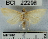  (Pyraustinae_genus sp. 3YB - YB-BCI22298)  @14 [ ] No Rights Reserved  Unspecified Unspecified