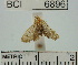  (Herpetogramma sp. 2YB - YB-BCI6896)  @13 [ ] No Rights Reserved  Unspecified Unspecified
