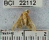  (Herpetogramma sp. 3YB - YB-BCI22112)  @12 [ ] No Rights Reserved  Unspecified Unspecified