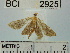  (Herpetogramma sp. 2YB - YB-BCI2925)  @13 [ ] No Rights Reserved  Unspecified Unspecified
