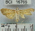  (Herpetogramma sp. 1YB - YB-BCI16765)  @13 [ ] No Rights Reserved  Unspecified Unspecified