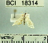  (Neurophyseta sp. 1YB - YB-BCI18314)  @12 [ ] No Rights Reserved  Unspecified Unspecified