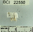  (Lipocosma sp. 2YB - YB-BCI22550)  @12 [ ] No Rights Reserved  Unspecified Unspecified