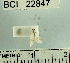  (Lipocosma sp. 2YB - YB-BCI22847)  @12 [ ] No Rights Reserved  Unspecified Unspecified