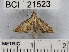  (Herpetogramma sp. 5YB - YB-BCI21523)  @12 [ ] No Rights Reserved  Unspecified Unspecified