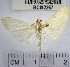  (Herpetogramma sp. 4YB - YB-BCI82267)  @11 [ ] No Rights Reserved  Unspecified Unspecified