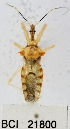  (Ploeogaster sp. 1YB - YB-BCI21800)  @13 [ ] No Rights Reserved  Unspecified Unspecified
