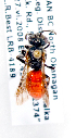  (Sphecodes cf. persimilis - LRBBC528)  @13 [ ] CreativeCommons - Attribution Non-Commercial Share-Alike (2010) Unspecified York University