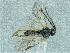  (Cotesia sibyllarum - CNC988239)  @12 [ ] CreativeCommons - Attribution Share-Alike (2018) Unspecified Canadian National Collection of Insects, Arachnids and Nematodes