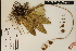  (Trichocentrum pachyphyllum - IAD 2107)  @11 [ ] Copyright  Unspecified Unspecified