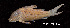  (Corydoras cervinus - LBPV 46622)  @15 [ ] CreativeCommons - Attribution (2013) Claudio de Oliveira Laboratório de Biologia e Genética de Peixes - UNESP - Botucatu