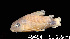  ( - LBPV 49454)  @11 [ ] CreativeCommons - Attribution (2013) Claudio de Oliveira Laboratório de Biologia e Genética de Peixes - UNESP - Botucatu