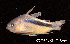  ( - LBPV 57753)  @11 [ ] CreativeCommons - Attribution (2013) Claudio de Oliveira Laboratório de Biologia e Genética de Peixes - UNESP - Botucatu