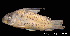  (Corydoras ambiacus - LBPV 57769)  @15 [ ] CreativeCommons - Attribution (2013) Claudio de Oliveira Laboratório de Biologia e Genética de Peixes - UNESP - Botucatu