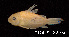  ( - LBPV 18852)  @11 [ ] CreativeCommons - Attribution (2013) Claudio de Oliveira Laboratório de Biologia e Genética de Peixes - UNESP - Botucatu