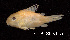  (Corydoras sodalis - LBPV 18853)  @15 [ ] CreativeCommons - Attribution (2013) Claudio de Oliveira Laboratório de Biologia e Genética de Peixes - UNESP - Botucatu