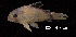  ( - LBPV 18856)  @11 [ ] CreativeCommons - Attribution (2013) Claudio de Oliveira Laboratório de Biologia e Genética de Peixes - UNESP - Botucatu