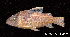  (Corydoras robustus - LBPV 18930)  @14 [ ] CreativeCommons - Attribution (2013) Claudio de Oliveira Laboratório de Biologia e Genética de Peixes - UNESP - Botucatu