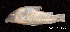  (Corydoras pastazensis - LBPV 18956)  @11 [ ] CreativeCommons - Attribution (2013) Claudio de Oliveira Laboratório de Biologia e Genética de Peixes - UNESP - Botucatu